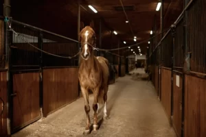 Chestnut horse with a white blaze walking down the aisle of a racing stable, illustrating AI in horse racing and the bloodstock market